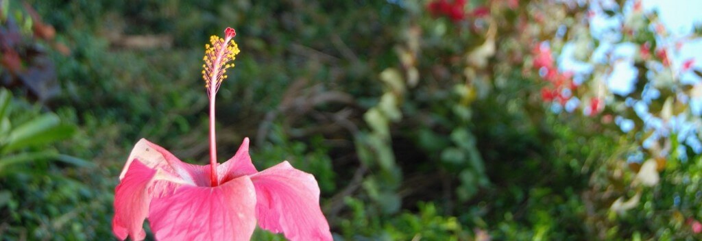 blog